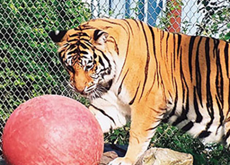 Cesar the tiger. Links to Brenda Kramer story