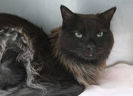 Photo of a black cat. Link to Gifts of Cash, Checks, and Credit Cards.