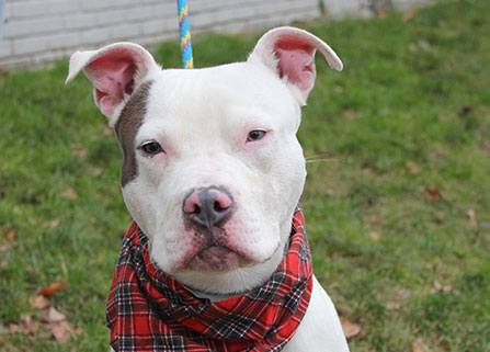 Photo of a dog. Link to Gifts by Estate Note. Photo of a dog. Link to Gifts by Estate Note.