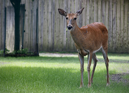 Photo of a deer. Links to Donor-Advised Funds