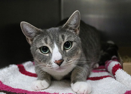 Photo of a cat. Link to Beneficiary Designations. Photo of a cat. Link to Beneficiary Designations.