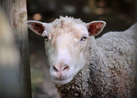Photo of a sheep. Link to Gifts by Will. Photo of a sheep. Link to Gifts by Will.