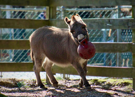 Photo of a donkey. Link to Closely Held Business Stock.