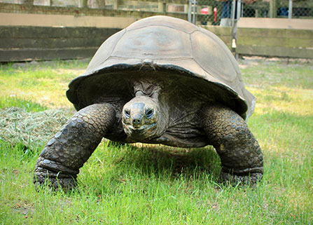 Photo of a tortoise. Link to Gifts That Pay You Income.