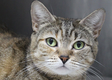 Photo of a cat. Link to Gifts from Retirement Plans.